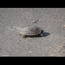 Diese Schildkröte versuchte die Straße zu überqueren